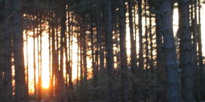 sunset through the pine trees on Sunday after the clocks go forward